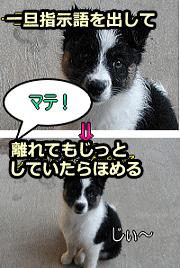 待ての状態と「マテ」という音声情報を犬の中でリンクさせる
