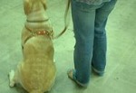 オスワリは犬の突発的な動きを抑制してくれる