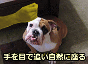 ごほうびを犬の頭上に持ってくると、自然とお座りの姿勢になります。