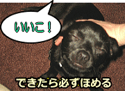 「おすわり」という音声情報を合図に、犬がお座り動作をするよう仕向ける