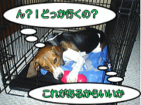 犬の視界から隠れ、わんわん吠えなかったらごほうびを与えるようにしましょう。