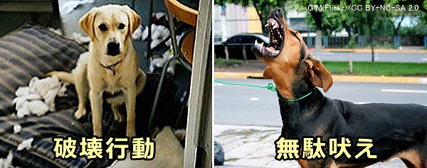犬と飼い主の別離は無駄吠えや破壊行動を助長する