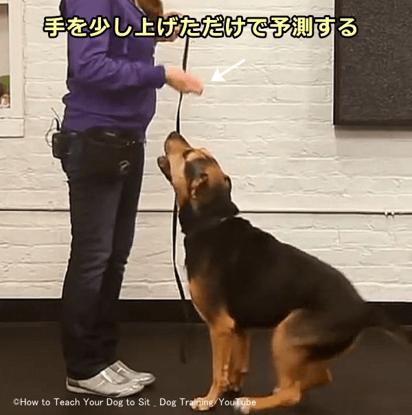 手を軽く持ち上げるだけで、犬はおやつをゲットするための行動を予測できるようになる