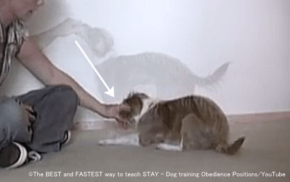犬の鼻さきを斜め後方に誘導すると、後ろ足がたたまれやすくなる
