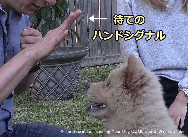 マテのハンドシグナルとして犬の顔の前に手のひらをかざす