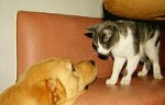 犬を音に慣らすことはペットを社会に溶け込ませるということ
