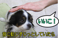 犬が音に動じずおとなしくしていたらごほうびをあげましょう。