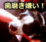 全ての犬猫が歯磨き好きではない