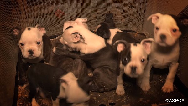 パピーミルで生まれた子犬達は一箇所に詰め込まれ、糞便の処理もされない