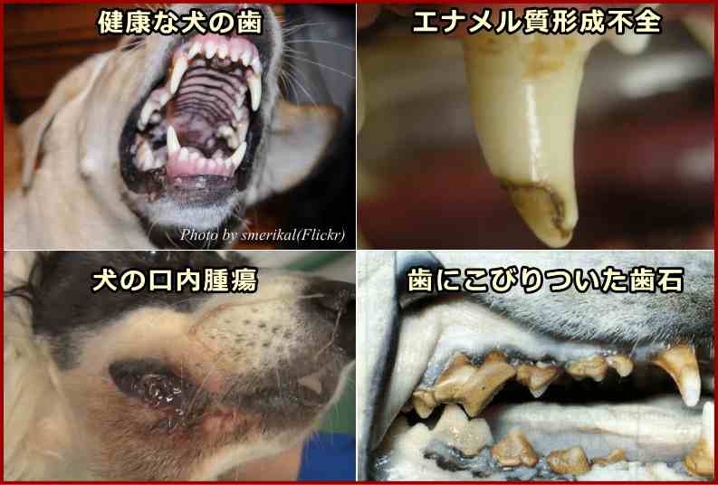 健康な犬の歯と、異常のある口や歯の比較写真