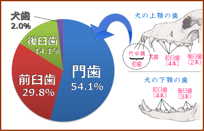 歯周病を発症した歯全体における門歯・前臼歯・後臼歯・犬歯それぞれの割合(%)