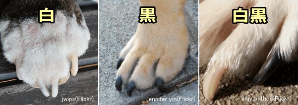 黒い爪をもつ犬の足と白い爪をもつ犬の足を並べてみる