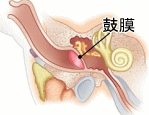 犬の外耳道は直角に曲がっているため、鼓膜を傷つける心配は少ないといわれます。