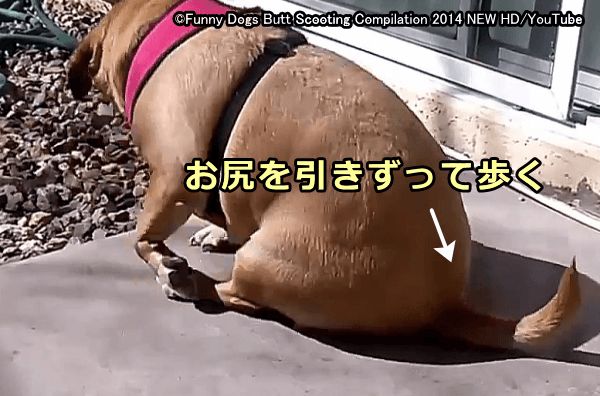 肛門嚢に分泌液がたまった犬はお尻を地面につけたまま引きずったりぐるぐる回ったりする（スクーティング）