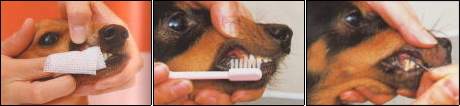 犬の歯は飼い主が定期的にチェックし、専用の歯ブラシやガーゼ、歯磨き粉などでケアしてあげましょう。