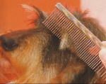ワイアヘアーの抜け毛処理には特殊な技法や道具を用います。