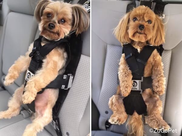 犬を人間と同じ姿勢でシートベルトに固定する「ZuGoPet」