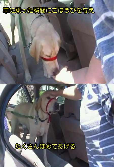 犬とのドライブを楽しむコツは、まず車に乗ることと楽しいという感情を、犬の中で徹底的に条件付けることです