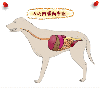 犬の内臓解剖図