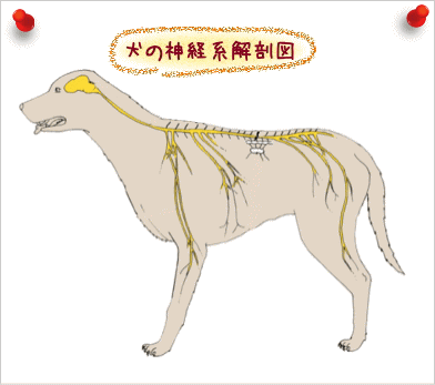 犬の神経解剖図