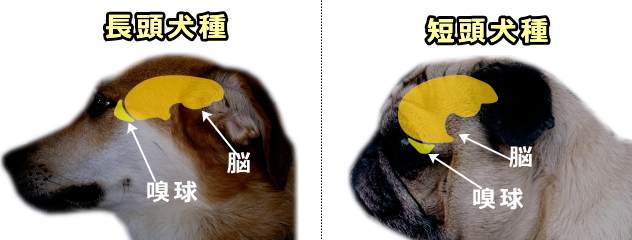 短頭犬種の脳は前後に押しつぶされ、嗅球は下方に押しやられている