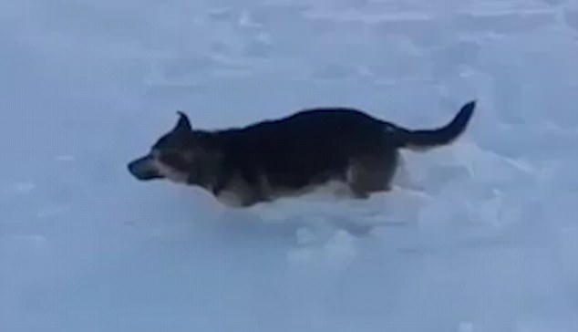 雪の凍りついてしまった犬の姿