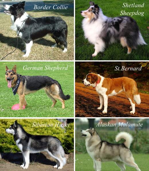ダブルコートとして知られる犬種の一覧