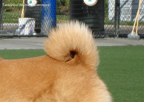 犬のしっぽの形の一種～巻き尾