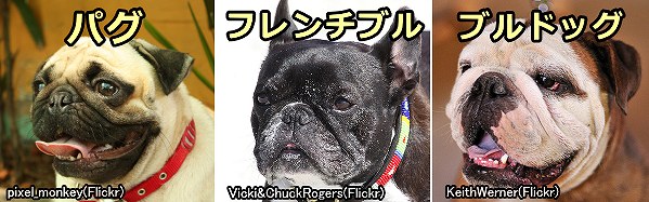 呼吸に努力（筋収縮）を要し、気道が狭い短頭種の犬においては熱中症のリスクが高まる