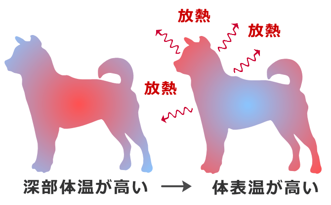 体温を効率的に下げるため体の中心部から周辺部へと血液が移動する