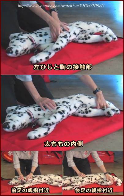 犬の心拍を確認する拍動点4種