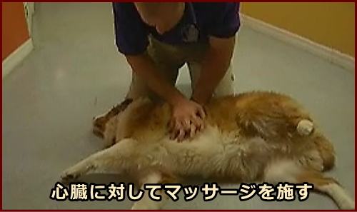 犬に心臓マッサージを施す方法