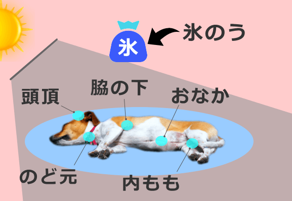 犬の体を氷水などで冷やすときは太い血管が通った部位を冷やすと効果的