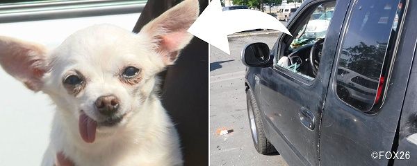 海外には犬を救うためだったら車の窓を破壊してもよいという「善きサマリア人の法」がある