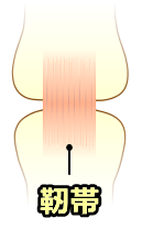関節と靭帯の模式図