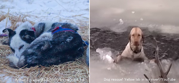 冷たい外気や水に長時間さらされると健康な成犬でも体温維持が難しい