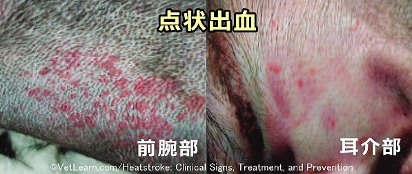 熱中症にかかった犬の皮膚で見られる点状出血