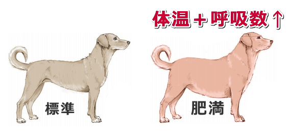 太った犬では体温と呼吸数が増え、熱中症のリスクが高まる