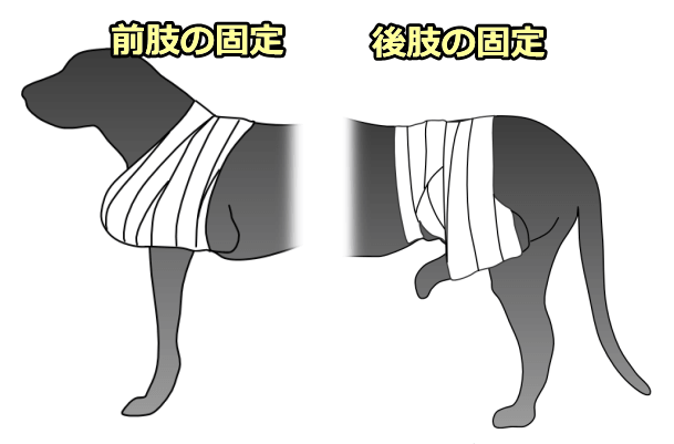 脱臼した犬に対する前肢と後肢のスリング（一例）