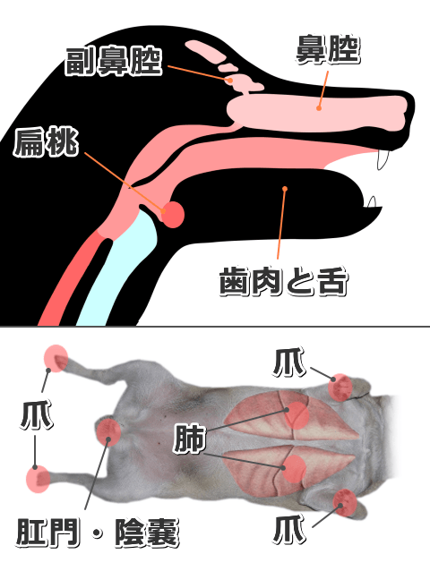 犬における扁平上皮ガンの好発部位