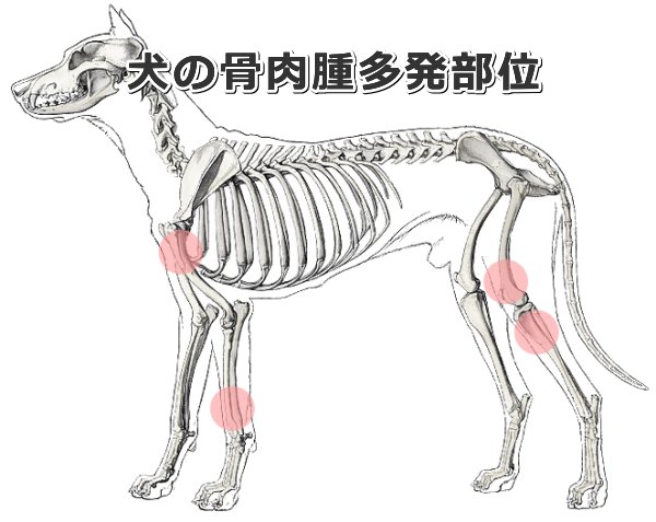 大型～超大型犬における骨肉腫の好発部位