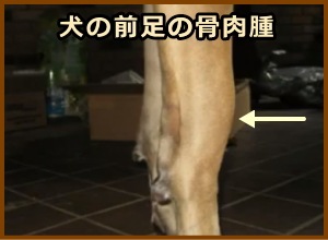 犬の橈骨遠位端に発生した骨肉腫