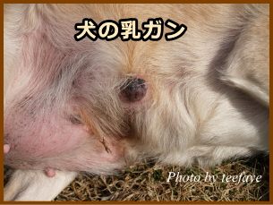 犬の乳ガン 症状 原因から予防 治療法まで悪性腫瘍を知る 子犬のへや