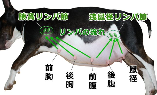 犬の乳ガン 症状 原因から予防 治療法まで悪性腫瘍を知る 子犬のへや