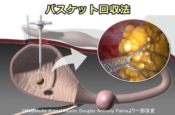 犬の膀胱結石におけるバスケット回収法