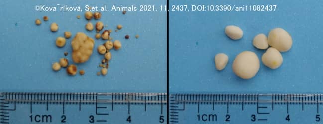 犬の尿路から採取されたシスチン尿石の肉眼所見