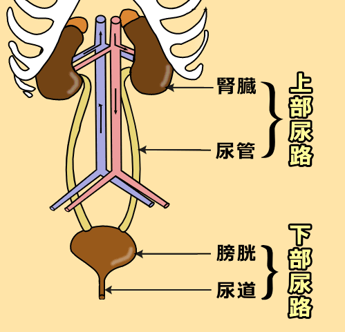 犬の泌尿器解剖模式図～上部尿路（腎臓＋尿管）と下部尿路（膀胱＋尿道）