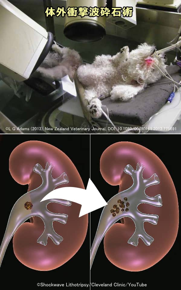 犬に対する低侵襲性結石治療「体外衝撃波砕石術」