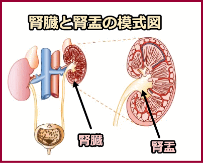 腎臓と腎盂の位置関係～ラッパのように広がっている部分が腎盂