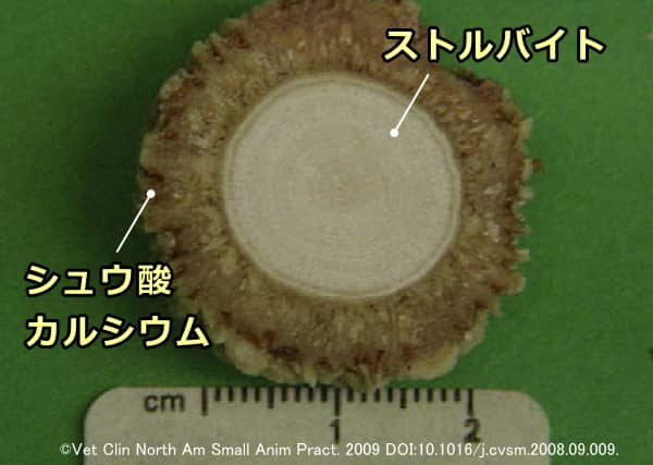 コンパウンド型尿石の一例～病巣部ストルバイト＋外層部シュウ酸カルシウム